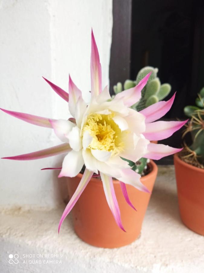 UsúrbilEl Naranjo, Reate Lss00277公寓 外观 照片